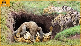 45 Incredible Clash Of Komodo Dragon VS Leopard Buffalo Lion Crocodile And A Surprise Ending [upl. by Llevaj474]