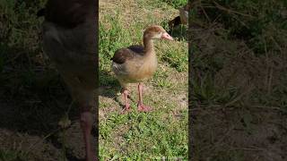 Young Egyptian Goosling calling  Junge Nilgans Gössel ruf Parkinsel Ludwigshafen goose waterfowl [upl. by Lachman]