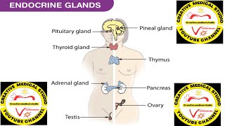 endocrine systemendocrine glandshormoneshormones function [upl. by Akcimat]