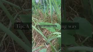 Straw Mulching In The Garden straw mulching soil fertilizer vegetablegarden gardening plants [upl. by Annah]