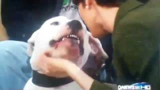 Kyle Dyer Dog bite video dogo argentino bites news anchor live on tv video [upl. by Hgielak586]