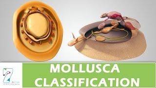 MOLLUSCA CLASSIFICATION [upl. by Valerle]