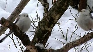 LongTailed Tit Aegithalos Caudatus Stjärtmes [upl. by Weider]