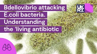 Bdellovibrio attacking Ecoli bacteria  Understanding the living antibiotic [upl. by Inalak431]