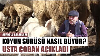 Koyun Sürüsü Nasıl Büyütülür Yılların Koyuncusu Açıkladı  Anadolu Aslanları [upl. by Candis561]