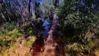 Okefenokee Billy’s Island 81824 [upl. by Ahcsat896]