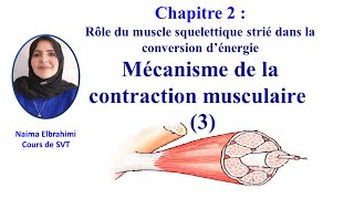 Cours SVT2BacBiof Chapitre 2  Rôle du muscle strié Mécanisme de la contraction musculaire 3 [upl. by Audette]