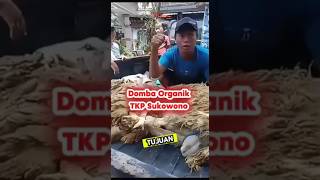 Domba Organik tujuan pengiriman Sukowono rajadombaindonesia [upl. by Thorny]