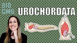 Urochordata  Classificação e Biologia dos tunicados [upl. by Esilram218]