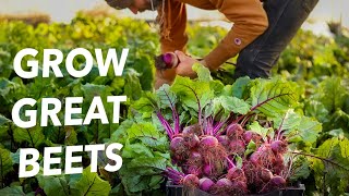 How to Grow Beets All Year [upl. by Llydnek]