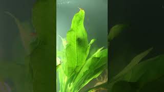 How does aquarium get oxygen echinodorus bleheri aquarium plants aquarium [upl. by Koa892]