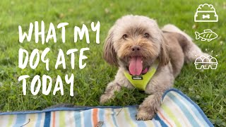 What I Feed My Havanese [upl. by Inverson616]