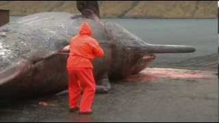 Faroe Islands Exploding Whale  2013 [upl. by Fiorenze]