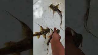 மனிதனை உண்ணும் மீன் ஆ goonch catfish fishtank fish fishaquarium btaqua [upl. by Aikahc]