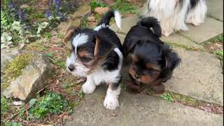 YorkieBiewer Terrier Play Video  Cute Puppies [upl. by Ronyar957]