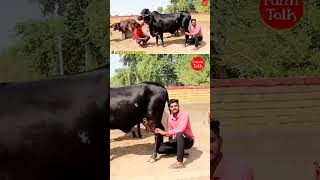 Big Size Cow Video cow dairyfarm farmer farming dairy cowdairyfarm shorts [upl. by Varion793]