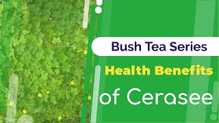 Benefits of Cerasee  Bush Tea Benefits  Jamaican Things [upl. by Goar]