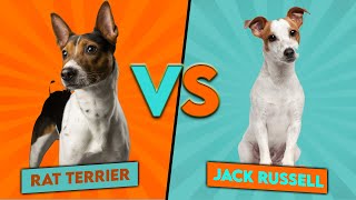 Jack Russell vs Rat Terrier  Which Breed Is Better For You [upl. by Ehcadroj]