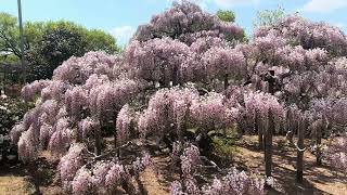 One large wisteria tree is 100 years old features of blue white pink  yellow colored wisteria [upl. by Daune]