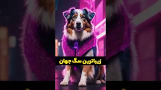 استرالیان شپرد🔥زیباترین سگ دنیا dog سگ shorts [upl. by Tibbetts]