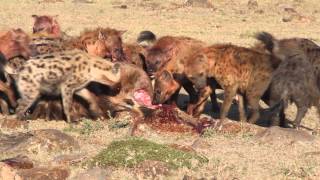 Hyenas Eat a Young Wildebeest in Minutes [upl. by Elamor501]