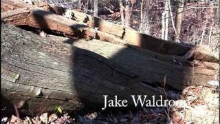 AMERICAN CHESTNUT BLIGHT  Greatest forest loss in history [upl. by Tracay]