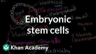 Embryonic stem cells  Cells  MCAT  Khan Academy [upl. by Hanson970]