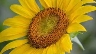 McKee Beshers WMA Sunflower Fields in Poolesville Montgomery County Maryland [upl. by Gerlac223]