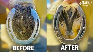 Oddly Satisfying Full Horse Hoof Restoration  4K FARRIER ASMR [upl. by Conah953]