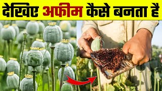 देखिए अफीम कैसे बनती है  Afeem Kaise Banti Hai  Afim ki Kheti  Opium Farming [upl. by Aivatahs]