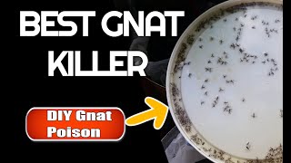 Best Gnat Killer How to get rid of gnats amp fruit flies [upl. by Lonny]