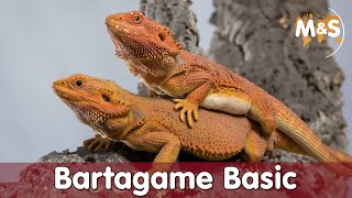 Bartagame Basic  Pogona vitticeps  Reptil TV [upl. by Francklyn]