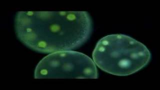 Protists  Biology [upl. by Gillie]