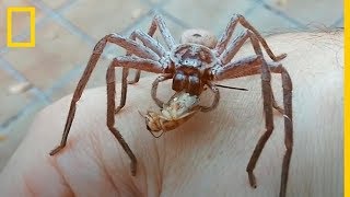 Una ARAÑA GIGANTE devora un GRILLO en la mano de un HOMBRE  National Geographic en Español [upl. by Meingoldas448]