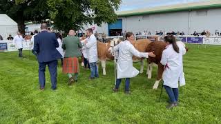 Simmental Judging at the Royal Highland Show 20th June 24 [upl. by Neuberger]