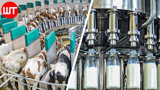 How Milk Is Made  Modern Dairy Farm Technology  Food Factory [upl. by Yeldahc]