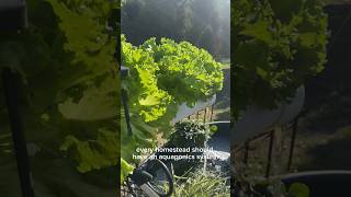 My Simple Backyard Aquaponics System [upl. by Ahsiet]