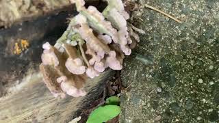 A lovely violet toothed polypore bracket fungi fungus [upl. by Faruq398]