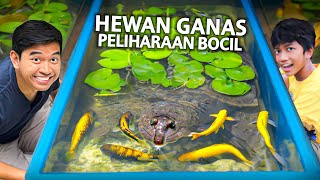 HEWAN GANAS PELIHARAAN BOCIL 13 TAHUN MASIH KECIL PELIHARAANNYA MENGERIKAN [upl. by Faria924]