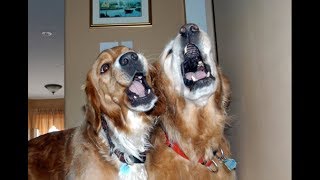 Best of Dogs 🎤🐶 Awesome Dogs Singing Full Funny Pets [upl. by Coppola]