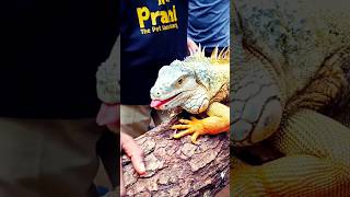 Prani pet sanctuary reptiles iguana rabbit petanimals pet viralshorts diyadheeran prani [upl. by Gobert870]