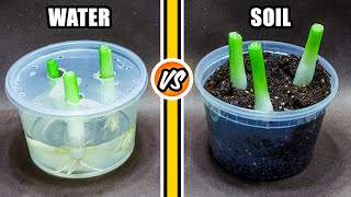 Green Onions Regrowing in Water vs Soil 45 Days Time Lapse [upl. by Alderson]