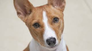 Basenji [upl. by Ytinav]