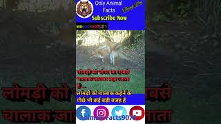 Fox 🦊 के बारे में रोचक तथ्य 🥶ytshort viral fact animals trending shortfeed [upl. by Aeriell]