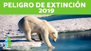 15 ANIMALES en PELIGRO de EXTINCIÓN 2019 [upl. by Atteval]