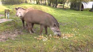 Brazilian Tapirs at Linton Zoo Tiana and Thiago meet for the first time Dec 2012MOV [upl. by Nolava]