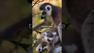 Fun Facts about Lemurs Madagascars facts fairytaleadventures childrensliterature history [upl. by Ardnuhsal197]