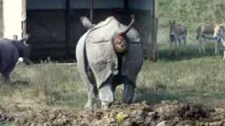 rhino pooping at the wilds caught on camerapretty funny [upl. by Ellerahs]