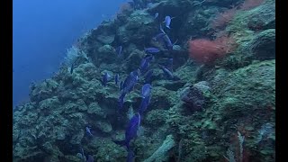 Cayman Brac  Airport Wall FULL DIVE [upl. by Ynnol]