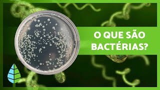 O que são BACTÉRIAS 🦠  Definição Características e Classificação [upl. by Gibby304]